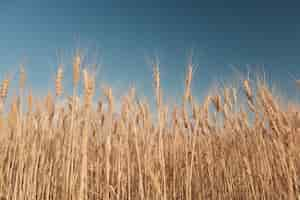 Foto gratuita campo di grano dorato