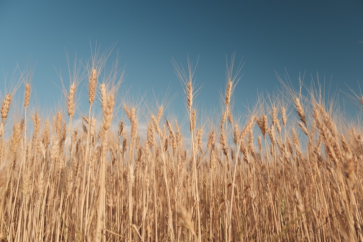 Free Photo golden wheat field