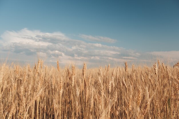 Golden wheat field