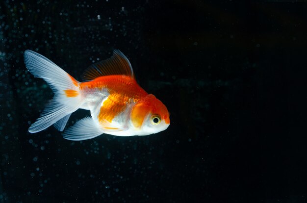 金魚の自然の美しい魚 プレミアム写真
