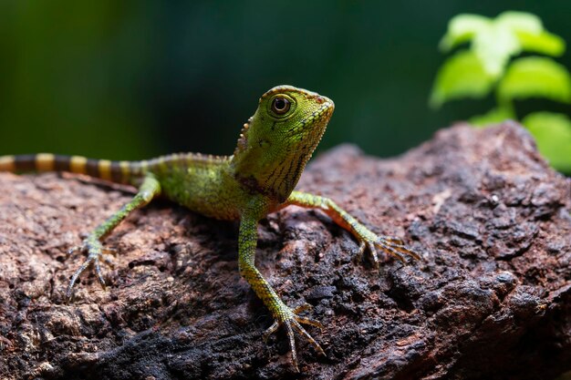 Gonocephalus doriae, вид спереди на крупным планом животного мха