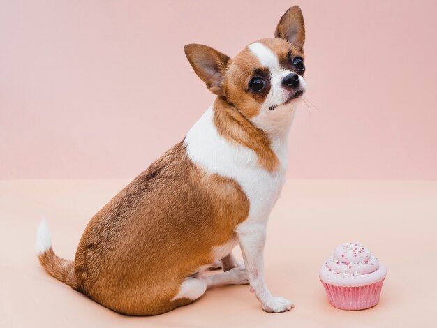Good boy dog sitting next to a delicious cupcake