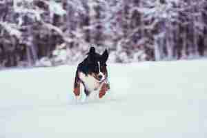 Foto gratuita il buon cane che corre lungo il parco