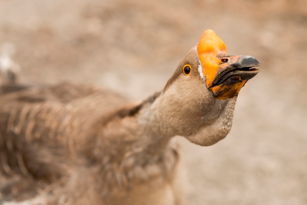 Goose in a ecological farm