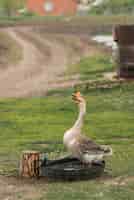 Free photo goose in a ecological farm