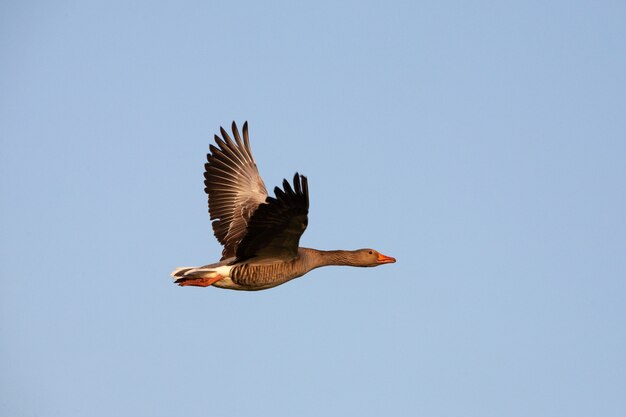 Goose flying wiht a blue sky in the background