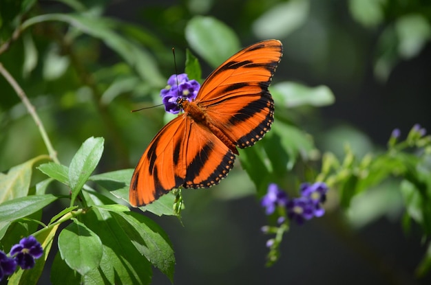 자연 속에서 오크 타이거 나비의 화려한 클로즈업