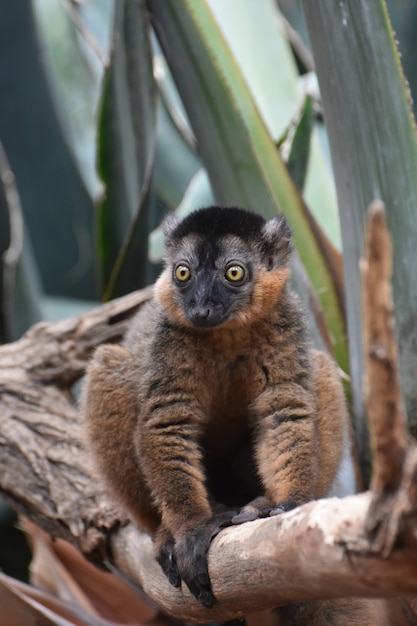 Free photo gorgeous collared lemur with amazing yellow eyes