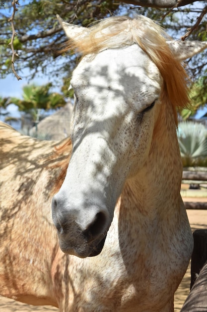 彼にまだらの日光が当たっているゴージャスなドラフト馬。