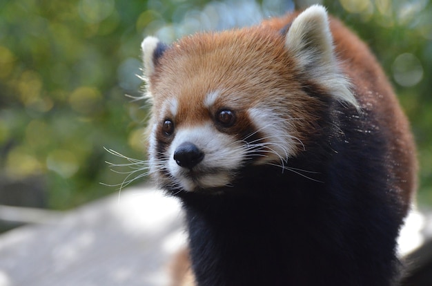 Gorgeous face of a red panda bear with long whiskers.