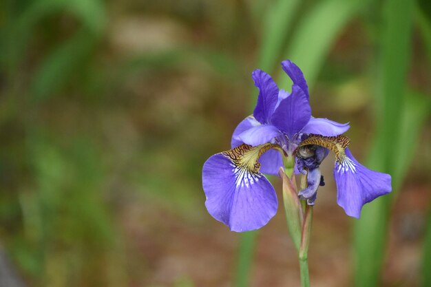 庭に咲くゴージャスなシベリアアイリスの花。