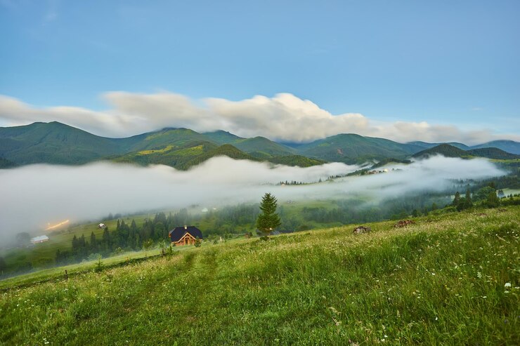 무료 Photo 카르파티아 산맥의 멋진 안개 일출 볼로베츠 지구 보라색 꽃의 풀이 무성한 초원과 안개가 자욱한 숲 언덕의 아름다운 여름 풍경