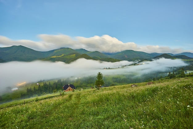 Gorgeous foggy sunrise in Carpathian mountains lovely summer landscape of Volovets district purple flowers on grassy meadows and forested hill in fog