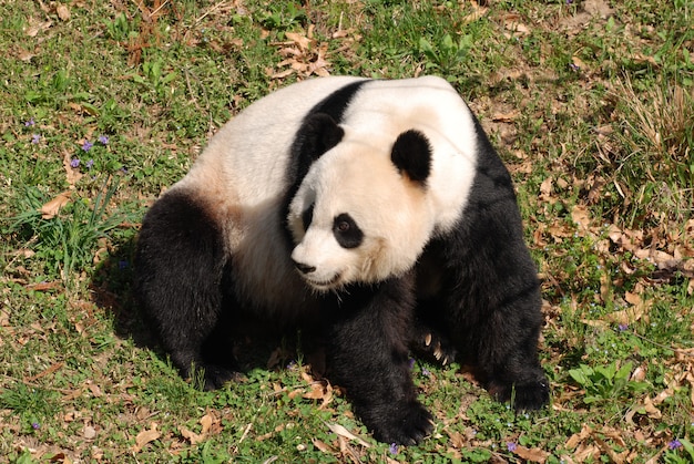Великолепный гигантский медведь панда сидит.