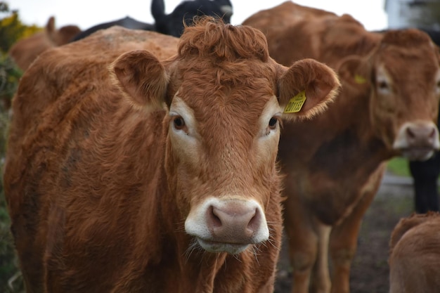 Gorgeous herd of a cattle with a brown cow in the front.