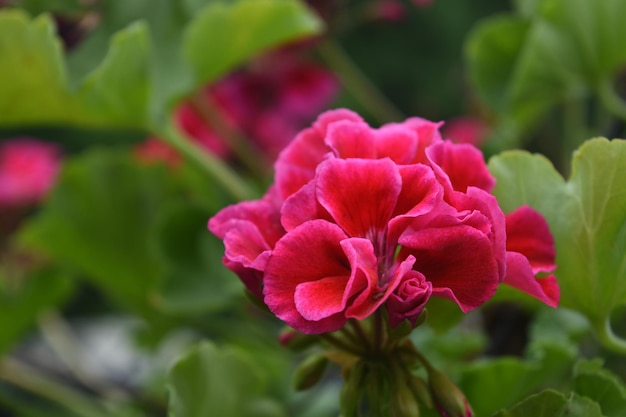 緑豊かな庭園に咲く華やかなピンクのゼラニウムの花。