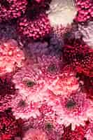 Free photo gorgeous pink and red chrysanthemums on the wall