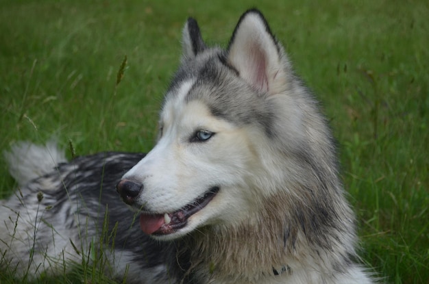 Gorgeous profile of a Siberian husky dog.