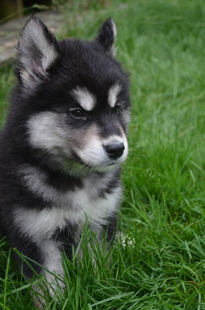 Gorgeous puppy with black and white markings sitting in grass.