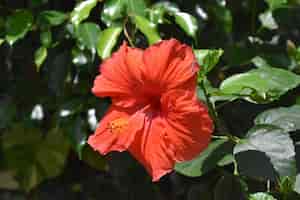 Free photo gorgeous red flowering hibiscus blossom blooming on a warm day
