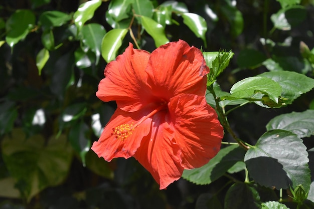 暖かい日に咲くゴージャスな赤い花のハイビスカスの花