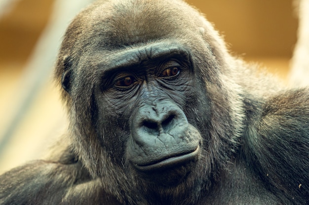 Free photo gorilla close portrait