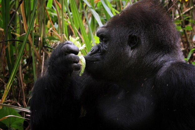 Gorilla closeup from side view