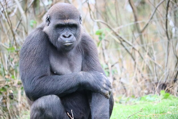 Gorilla sitting on the grass while looking down