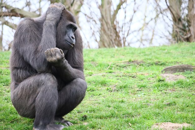 Gorilla sitting on grass while scratching its head