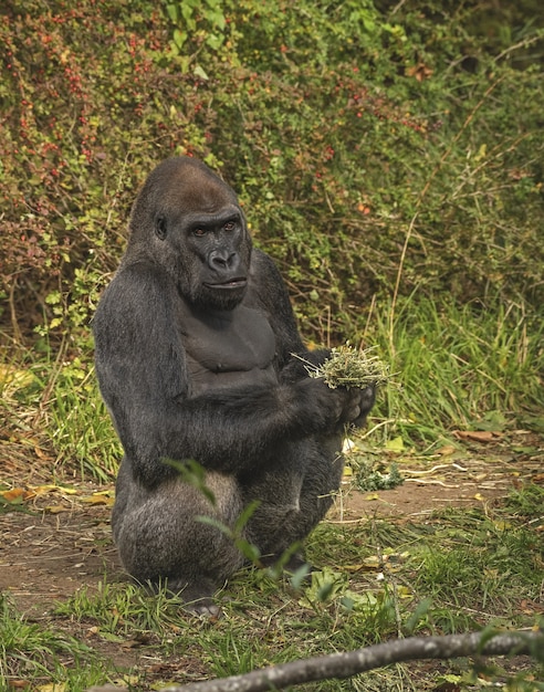 Gorilla standing while holding plants