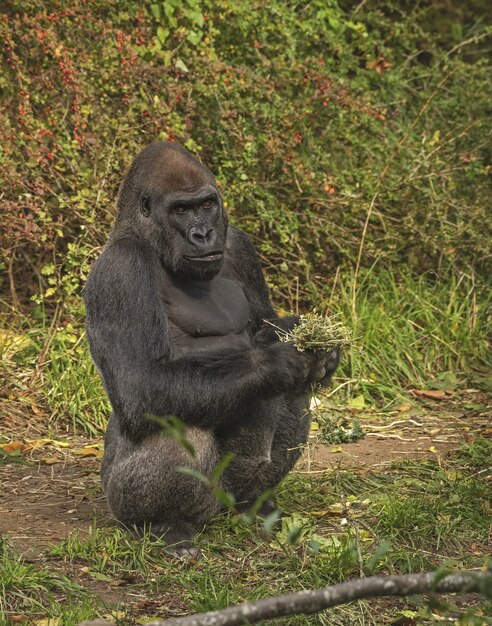 Gorilla standing while holding plants