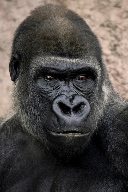 Gorilla