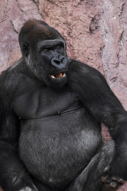 Gorilla