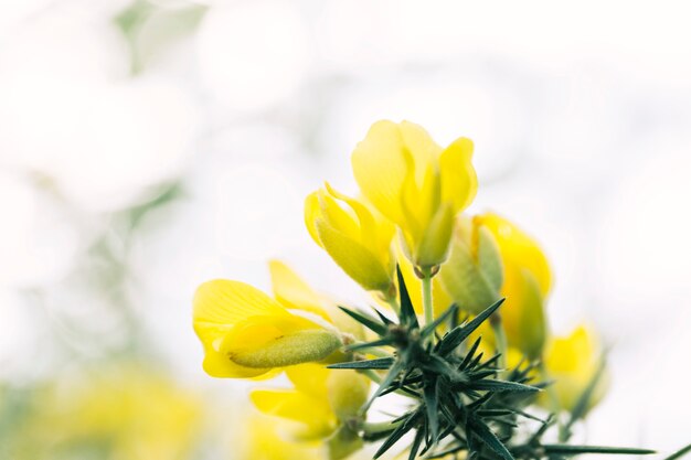 黄色の花で覆われたゴスブッシュ