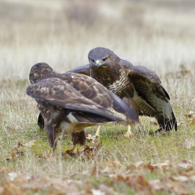 Goshawks in a field with a blurred surface