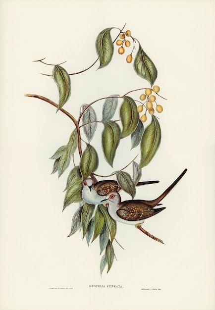 無料写真 エリザベス・グールドが描いたグレースフル・グラウンド・ドーブ（geopelia cuneata）