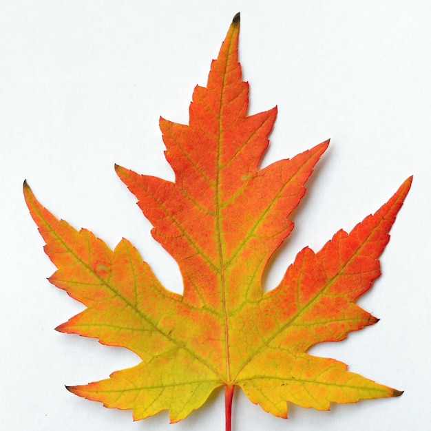 "Gradient autumn leaf"