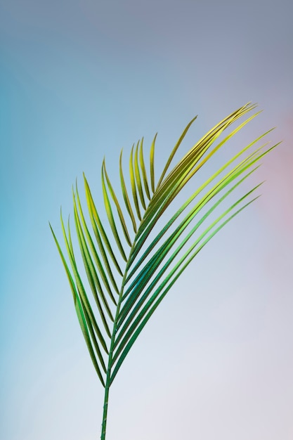 Gradient exotic leaf still life