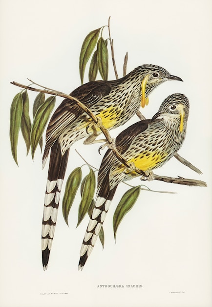 Free photo graeat wattled honey-eater (anthochaera inauris) illustrated by elizabeth gould