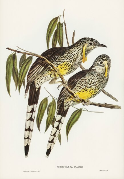 エリザベス・グールド（Elizabeth Gould）によって描かれた灰色のワットルド・ハニー・イーター（Anthochaera inauris）