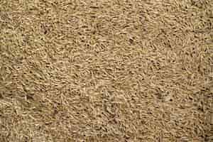 Free photo grain barley background