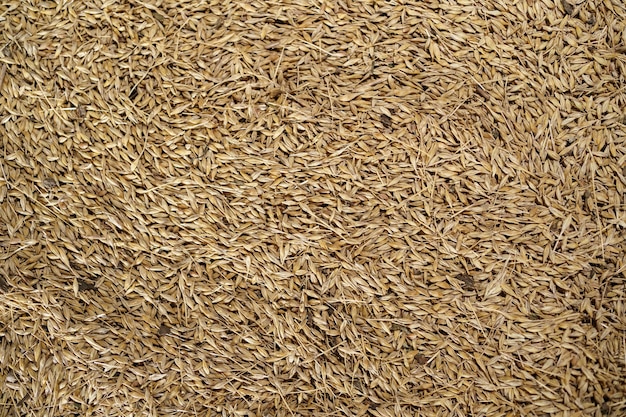 穀物大麦の背景