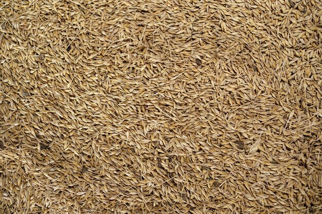 grain barley background