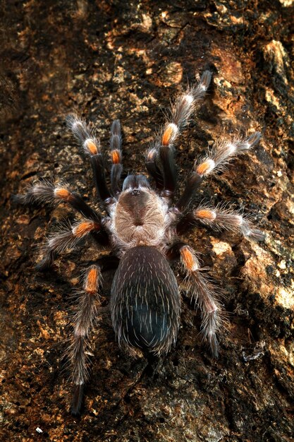 Grammostola Pulchripes tarantula Chaco Golden Knee camouflage on wood