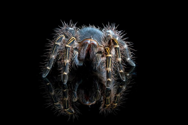 Grammostola Pulchripes tarantula Chaco Golden Knee tarantula back view on reflection with black background