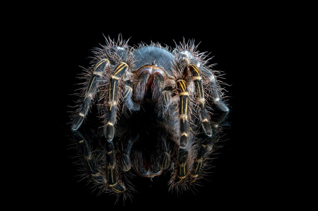 Grammostola Pulchripes tarantulaChacoゴールデンニータランチュラ黒の背景の反射の背面図