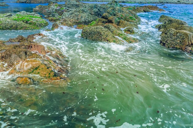 Великолепные природные водоросли пейзаж вода