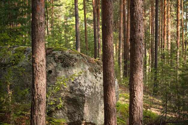 Foto gratuita roccia di granito nella pineta, idea per sfondo o salvaschermo, balneazione nella foresta, attività ricreative all'aperto