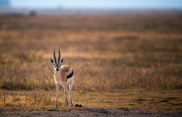 タンザニアのンゴロンゴロ保全地域の牧草地にあるグラントガゼル