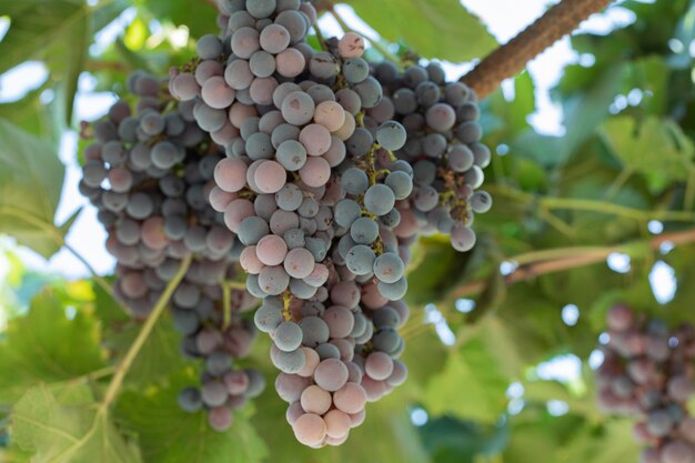 Grape branches hanged across green leaves